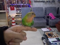 Sevda papağanı 1.5 aylık