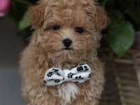 MİCRO BOY AŞILI MALTİPOO (GERCEK GÖRSEL)