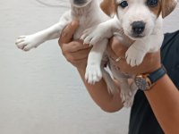 Jack Russell yavrularımız ırk garantilidir