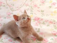 GRİ LİLAC DİŞİ ERKEK SAFKAN YAVRU KEDİLER
