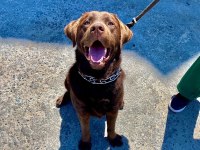 Labrador köpek