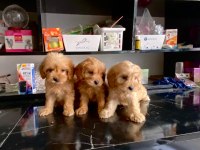 IRK VE SAĞLIK GARANTİ ORJİNAL MALTİPOO BEBEĞİMİZ