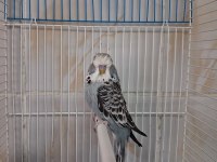 Show jumbo erkek muhabbet kuşları