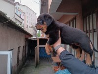 Koca kafa rottweiler