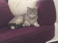 BRİTİSH SHORTHAİR DİŞİ (ÜCRETSİZ)