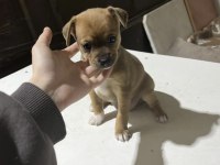 Acil yuva aranıyor minyatür pinscher şivava