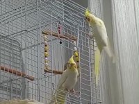 Takım Kırmızı Göz Sultan Papağanı