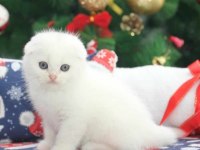 Scottish Fold Güzellikler