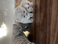 Biblo surat scottish fold bebişler