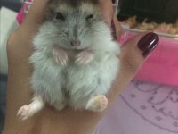 Gonzales evcil Hamster