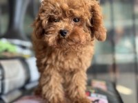 Pemode den 5 aylık 700 gr tea cup kore poodle yavrumuz