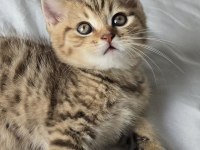 Bal Gibi British Longhair Bebekler Aile Arıyor