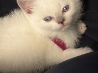 BRİTİSH SHORTHAİR YAVRU KEDİMİZ