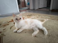 Dişi Exotic Shorthair Kedi İçin Sahip Aranıyor (1 Yaş)