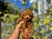 HARİKA ANATOMİDE TOY POODLE BEBEKLER