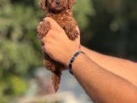 BÜYÜMEYEN AŞILI ÇİŞ EĞİTİMLİ TOY POODLE 