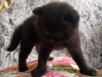 YAVRU KEDİLERE SICACIK YUVALAR ARIYORUZ!