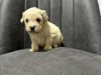 Maltipoo Adrese Teslim, Kapıda Ödeme Yapabilirsiniz