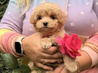 Maltipoo yavrularımız