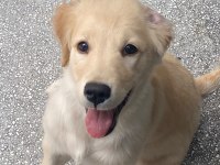 Golden Retriever Yavrusu