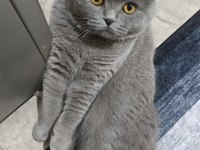 1 yaşında erkek eğitimli safkan scottish fold