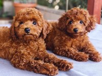 TOY POODLE KÖPEKLER