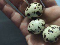 Bıldırcın yumurtası
