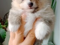 Pomeranian boo cream party color dişi