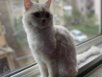 1.5 yaşında british longhair