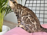 Bengal Erkek 3 aylık