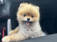 Show Kalite Pomeranian Boo