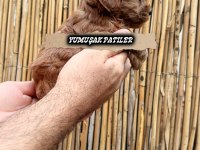 YAVRU TOY POODLE
