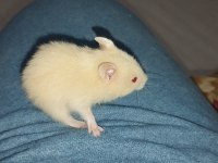 RENK GÜZELİ TEDDY BEAR HAMSTER