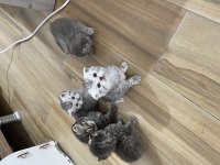 Kedimize acil yuva aranıyor