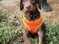 EUROPAN TYPE DOBERMAN YAVRULAR