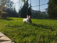 3 adet erkek french bulldog