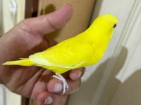 30 GÜNLÜK LUTİNO BEBEK MUHABBET KUŞU