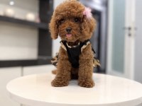 GÜLER YÜZLÜ TEDDY FACE TOY BOY DİŞİ POODLE YAVRUMUZ