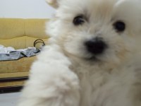Orijinal ırk malta terrier