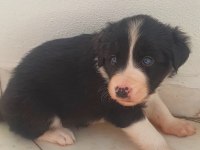 Border collie erkek