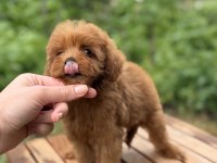 ÜST DÜZEY MALTİPOO YAVRUMUZ