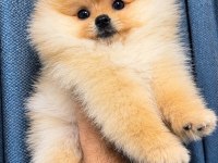 Portakal Gibi Ayıcık Pomeranian Boo