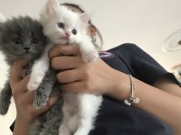 Chinchilla - Scottish Kırma 1 Aylık Bebekler