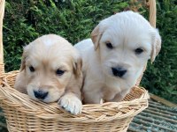 Son 2 golden retriever bebekler tuvalet eğitimli