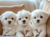 Maltese Terrier Sıfır Numara Pamuk Gibi Bebeklerim