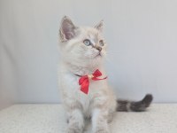 Kedimiz Lokum un 4 adet british shorthair yavrusu