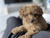 Toy Poodle Köpekleri