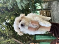 Malta Terrier 3 Aylık Yavru Evde Bahçede Beslenmeye Uygun