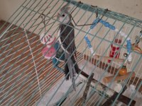 Wf Grey Erkek sultan papağanı 6 aylık