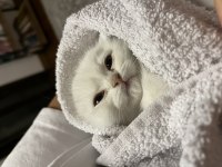 3 aylık mavi gözlü beyaz scottish fold yavrumuz